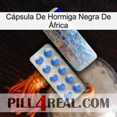 Cápsula De Hormiga Negra De África 39